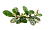 Буцефаландра брауни Феникс, в горшочке (Bucephalandra Brownie Firebird)